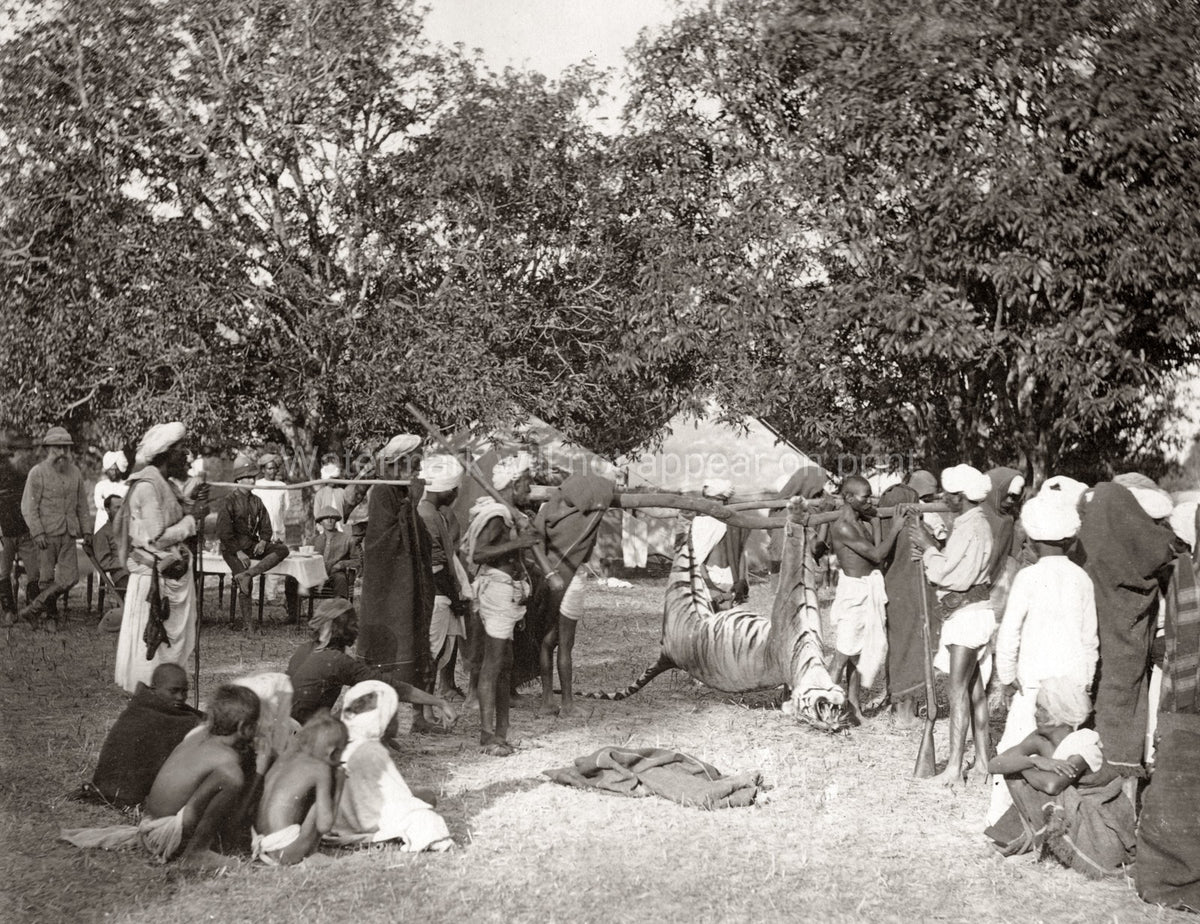 India Tiger Hunt Big Game Hunting Hunters Villagers Camp Vtg. Photo 19thC.