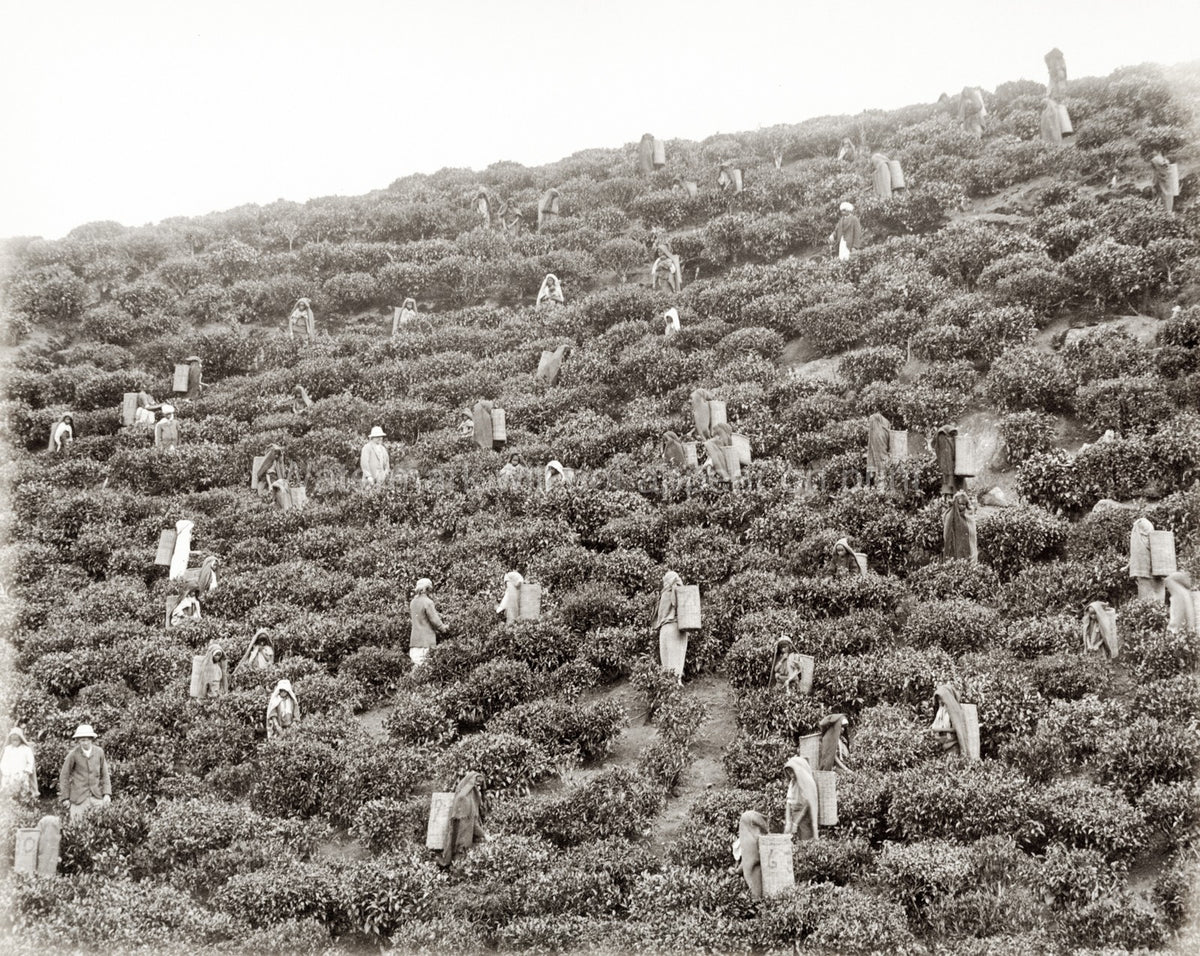 India Tea Plantation Workers Picking Leaves Baskets Vtg. Photo 19thC.
