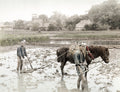 Japan Farmers Ploughing Rice Paddy Field Horse Rural Vtg. Photo 19thC.