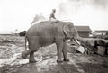 Burma Elephant Work Mahout Logging Lumber Yard Timber Vtg. Photo 19thC.
