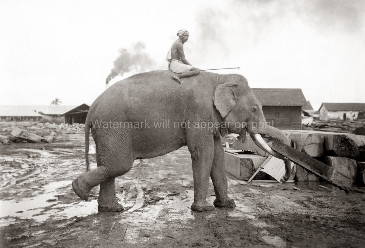Burma Elephant Work Mahout Logging Lumber Yard Timber Vtg. Photo 19thC.