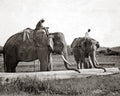 India Elephants Moving Timber Pushing Huge Log Mahouts Tuskers Vtg. Photo 19thC.