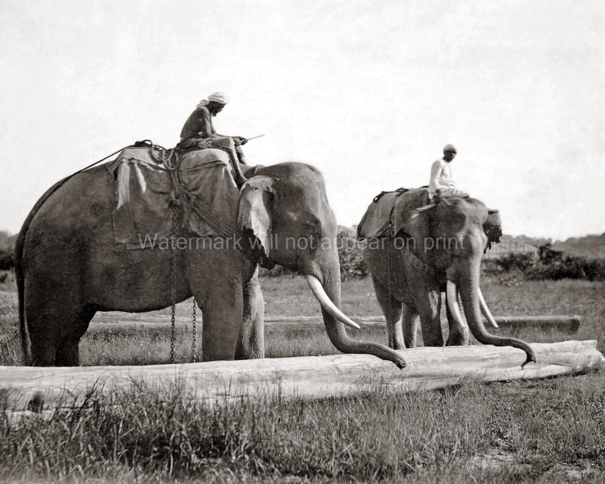 India Elephants Moving Timber Pushing Huge Log Mahouts Tuskers Vtg. Photo 19thC.