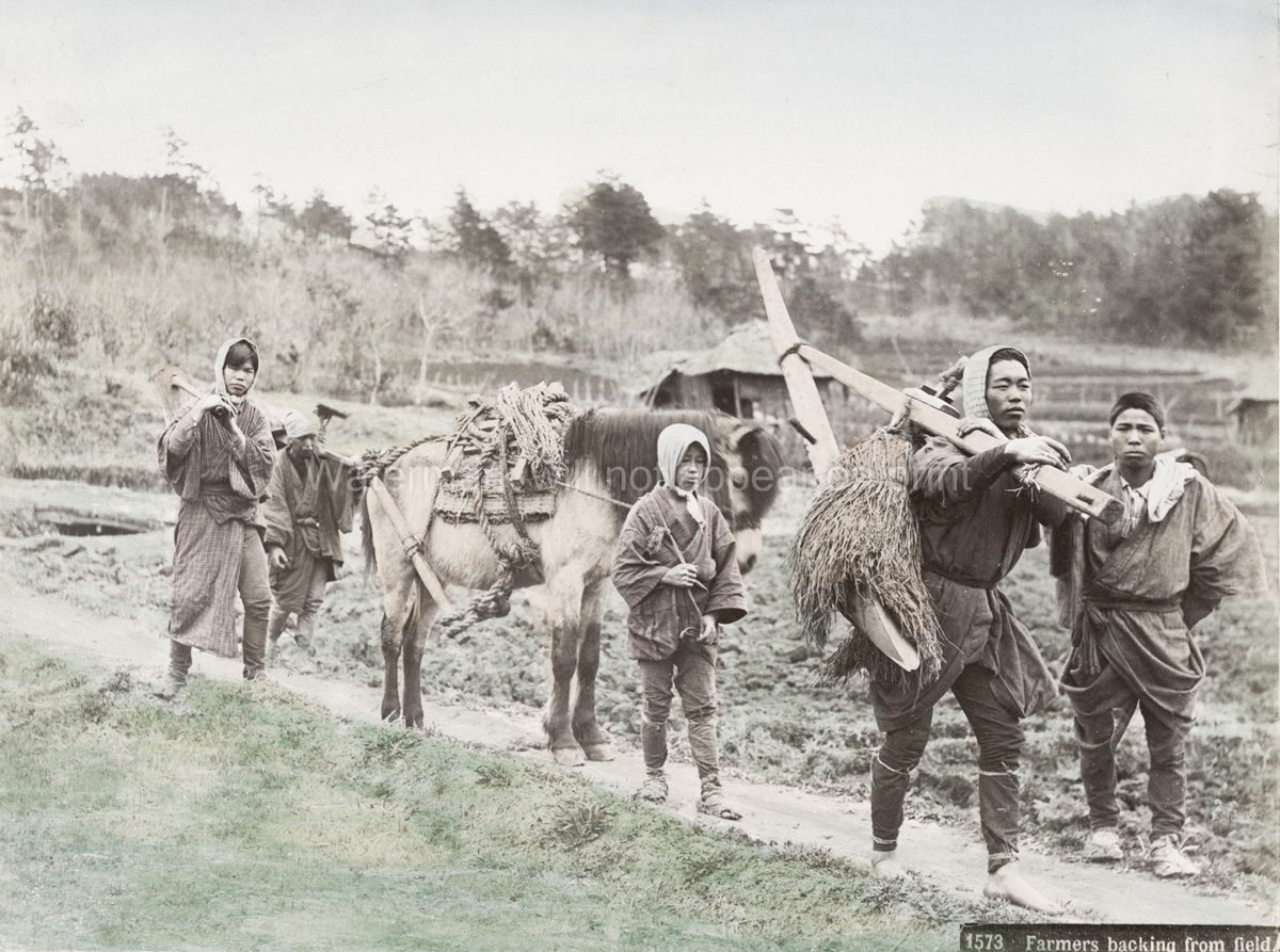 Japanese Farmers Returning Field Plow & Horse Vtg. Photo 19thC.