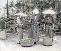 Japanese Farm Workers Weighing Harvested Tea Leaves Baskets Vtg. Photo 19thC.