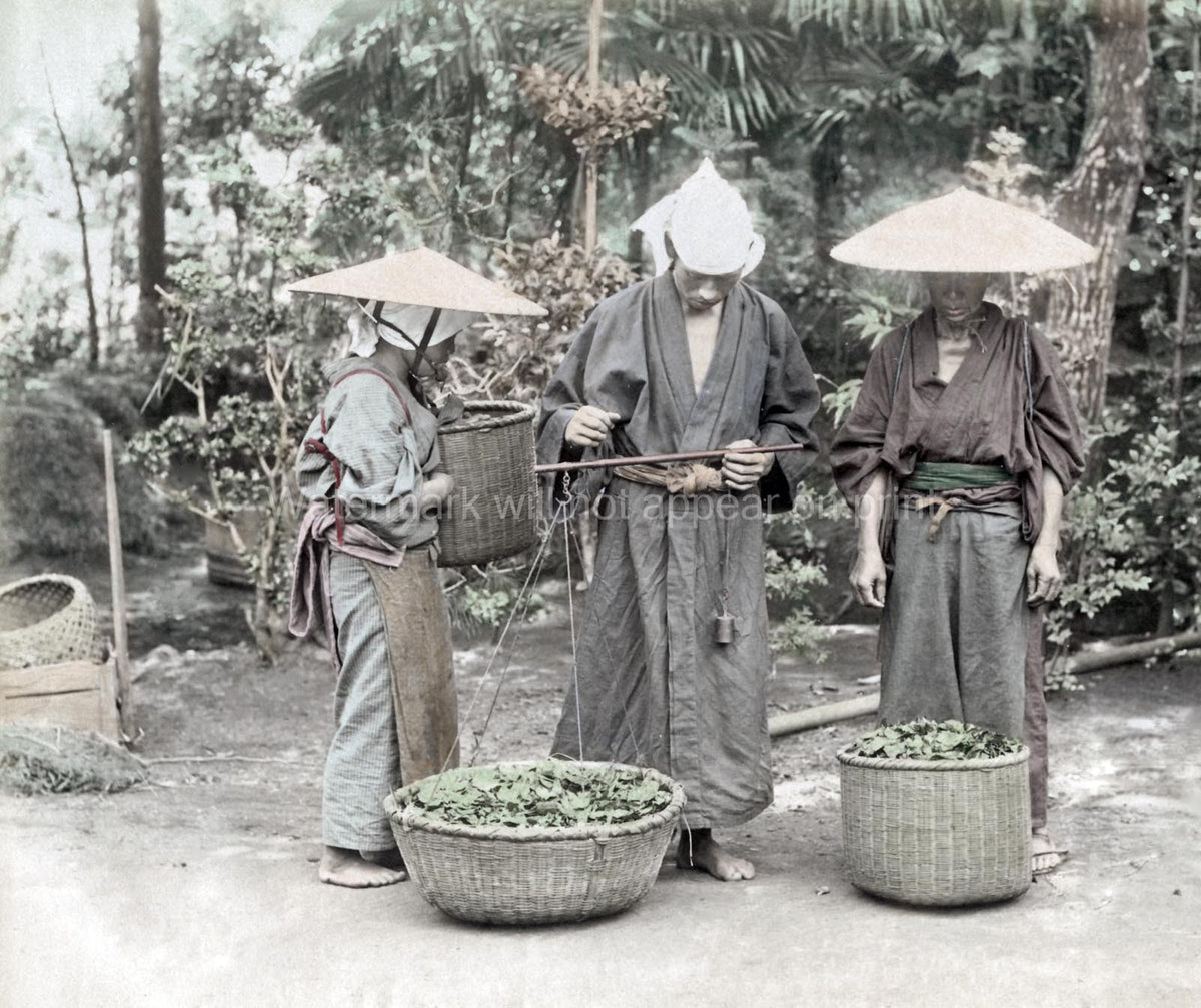 Japanese Farm Workers Weighing Harvested Tea Leaves Baskets Vtg. Photo 19thC.
