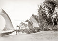 Ceylon Sri Lanka Fishing Catamarans Beach Palm Trees Sails Vtg. Photo 19thC.