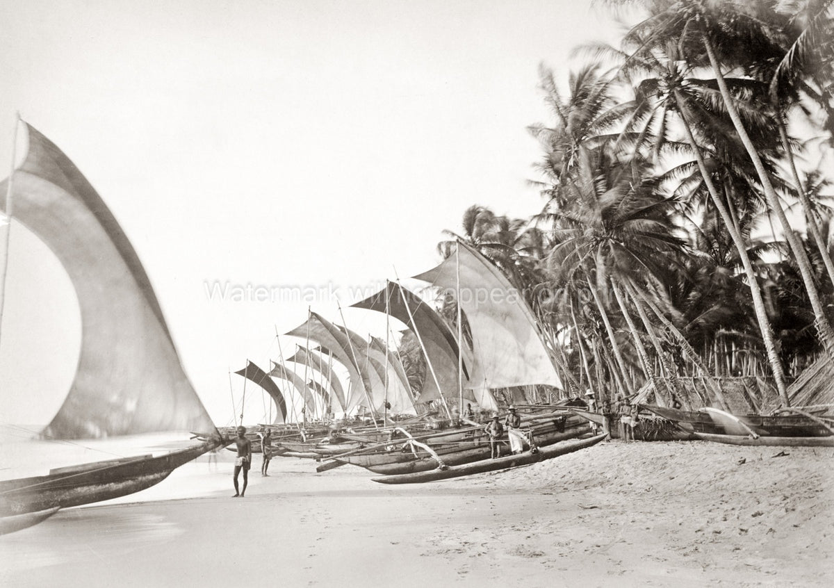 Ceylon Sri Lanka Fishing Catamarans Beach Palm Trees Sails Vtg. Photo 19thC.