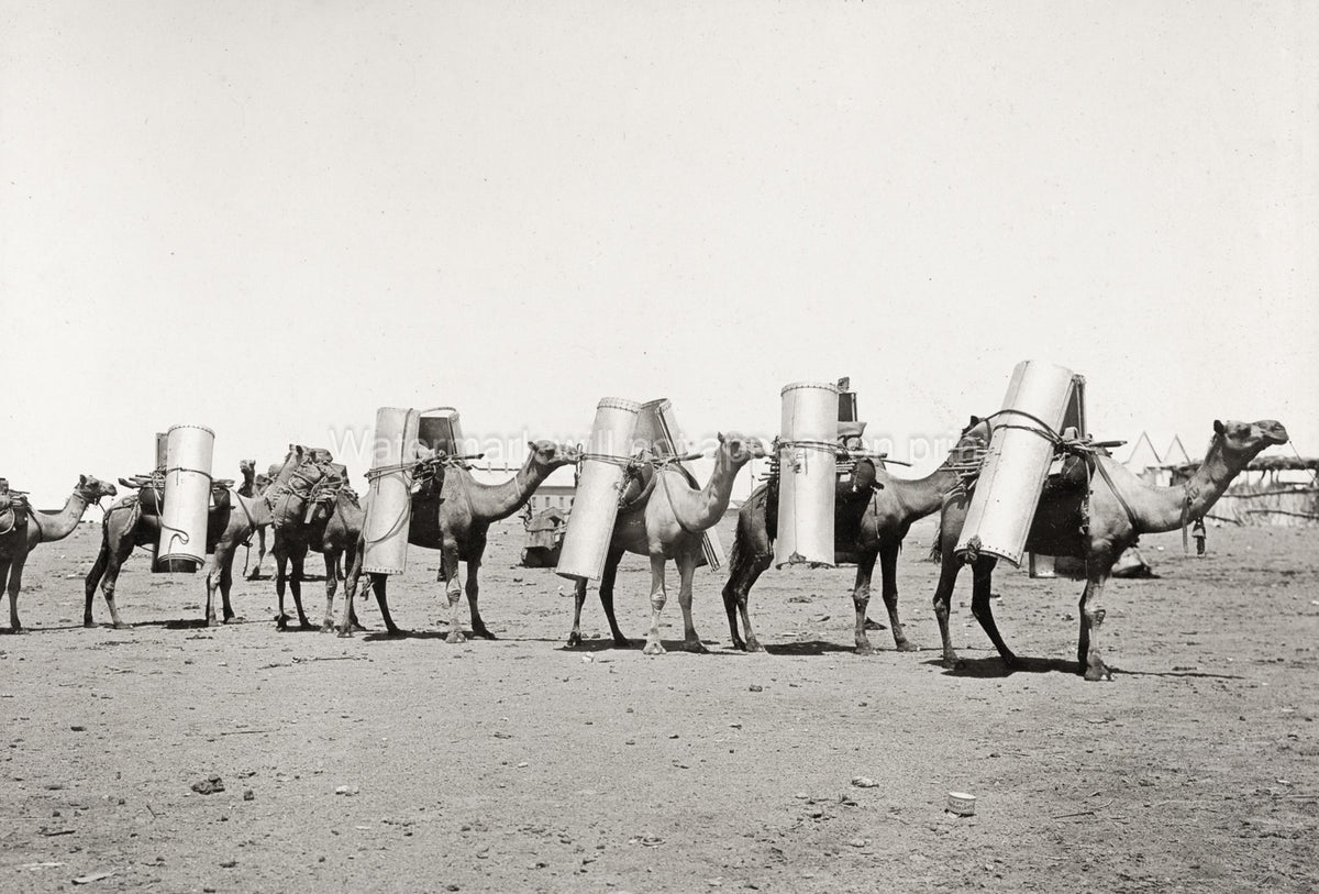 Far North Australia Pack Camels Caravan Transport Outback Vtg. Photo 20thC.