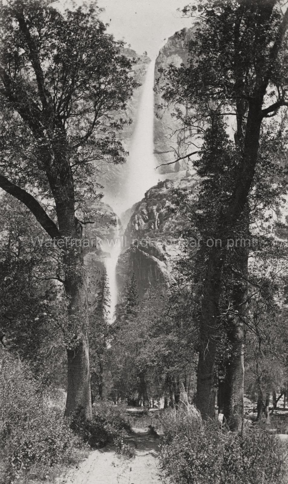 Yosemite Falls California Waterfall Forest Nature Vtg. Photo 19thC.