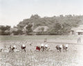 Japanese Farmers Planting Rice Paddy Field Rural Village Life Vtg. Photo 19thC.