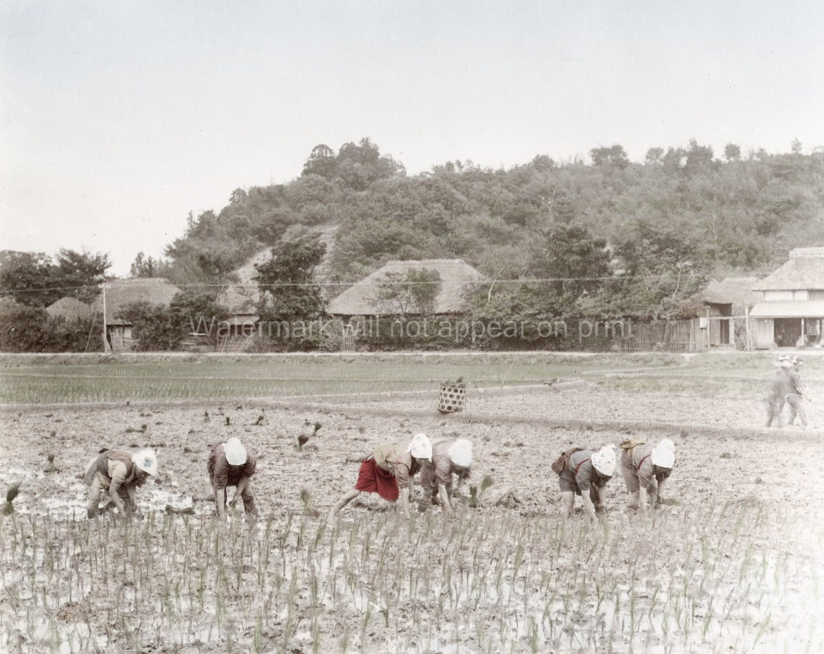 Japanese Farmers Planting Rice Paddy Field Rural Village Life Vtg. Photo 19thC.