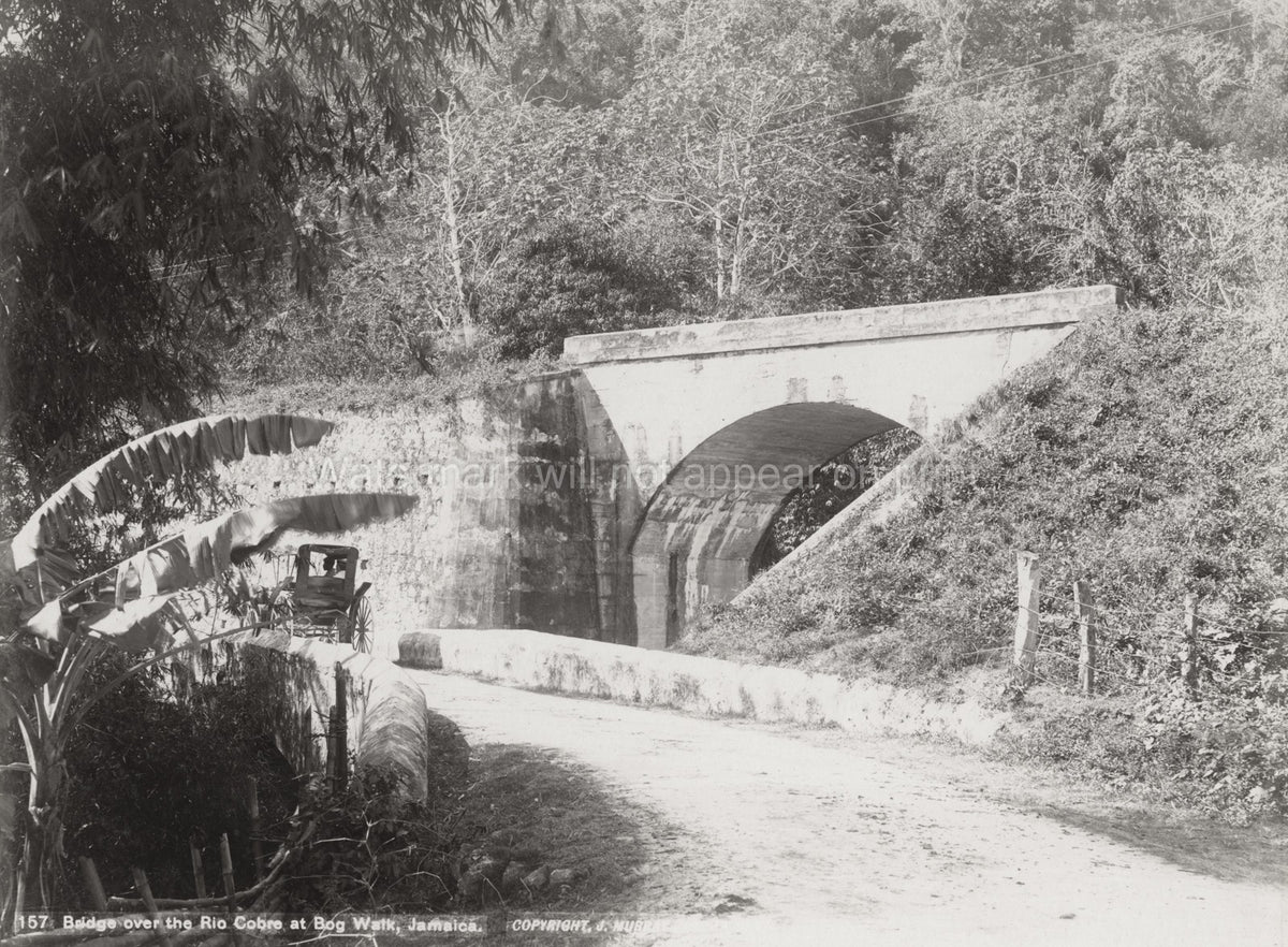 Jamaica Bog Walk Bridge River Cobre Road Carriage Jungle Vtg. Photo 19thC.