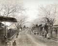 Yokohama Noge Hill Cherry Blossoms Street Scene People Kimono Vtg. Photo 19thC.