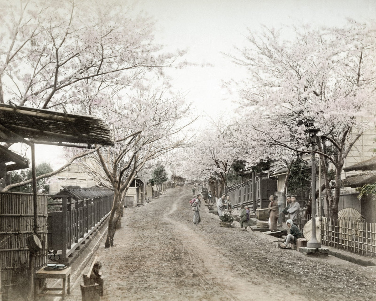Yokohama Noge Hill Cherry Blossoms Street Scene People Kimono Vtg. Photo 19thC.