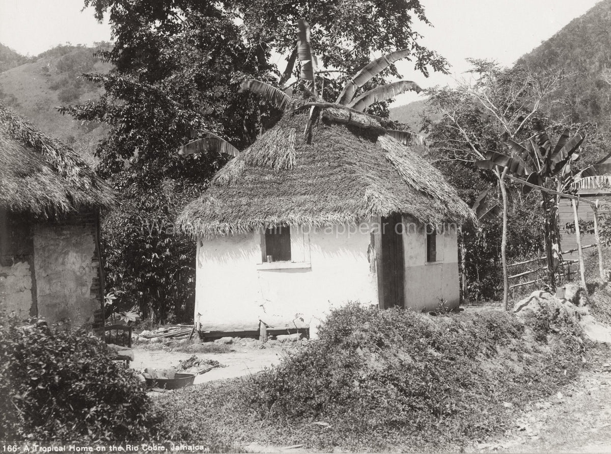 Jamaica Rio Cobre Thatched House Hut Rural Tropical Dwelling Vtg. Photo 19thC.