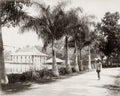 Kandy Ceylon Sri Lanka Lake Palm Trees Building Man Path Vtg. Photo 19thC.