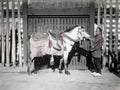 Japan Horse Ornate Saddlery Groom Stable Gate Traditional Vtg. Photo 19thC.