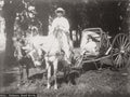 Cuba Volante Horse Drawn Carriage Hackney Driver Mules Men Vtg. Photo 19thC.