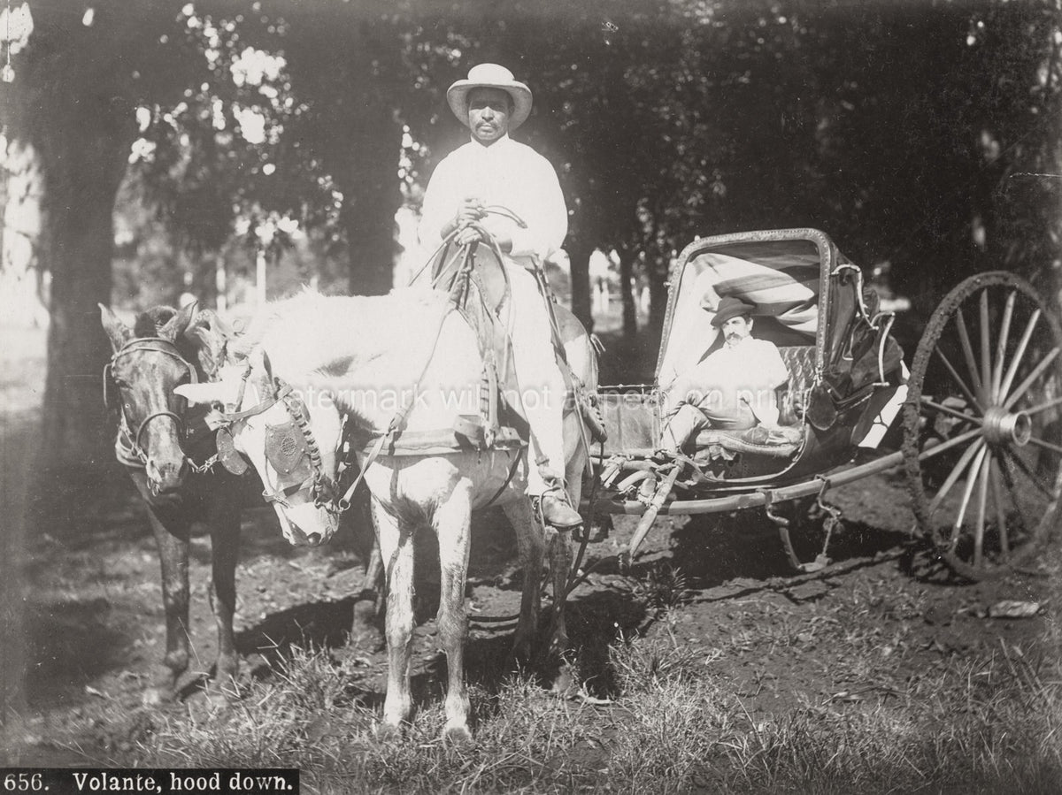 Cuba Volante Horse Drawn Carriage Hackney Driver Mules Men Vtg. Photo 19thC.