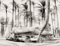 Memphis Egypt Fallen Statue Ramses II Colossus Ruins Palm Vtg. Photo 19thC.