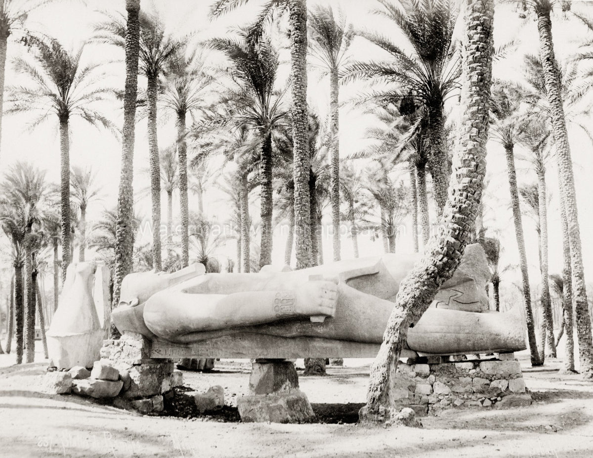 Memphis Egypt Fallen Statue Ramses II Colossus Ruins Palm Vtg. Photo 19thC.
