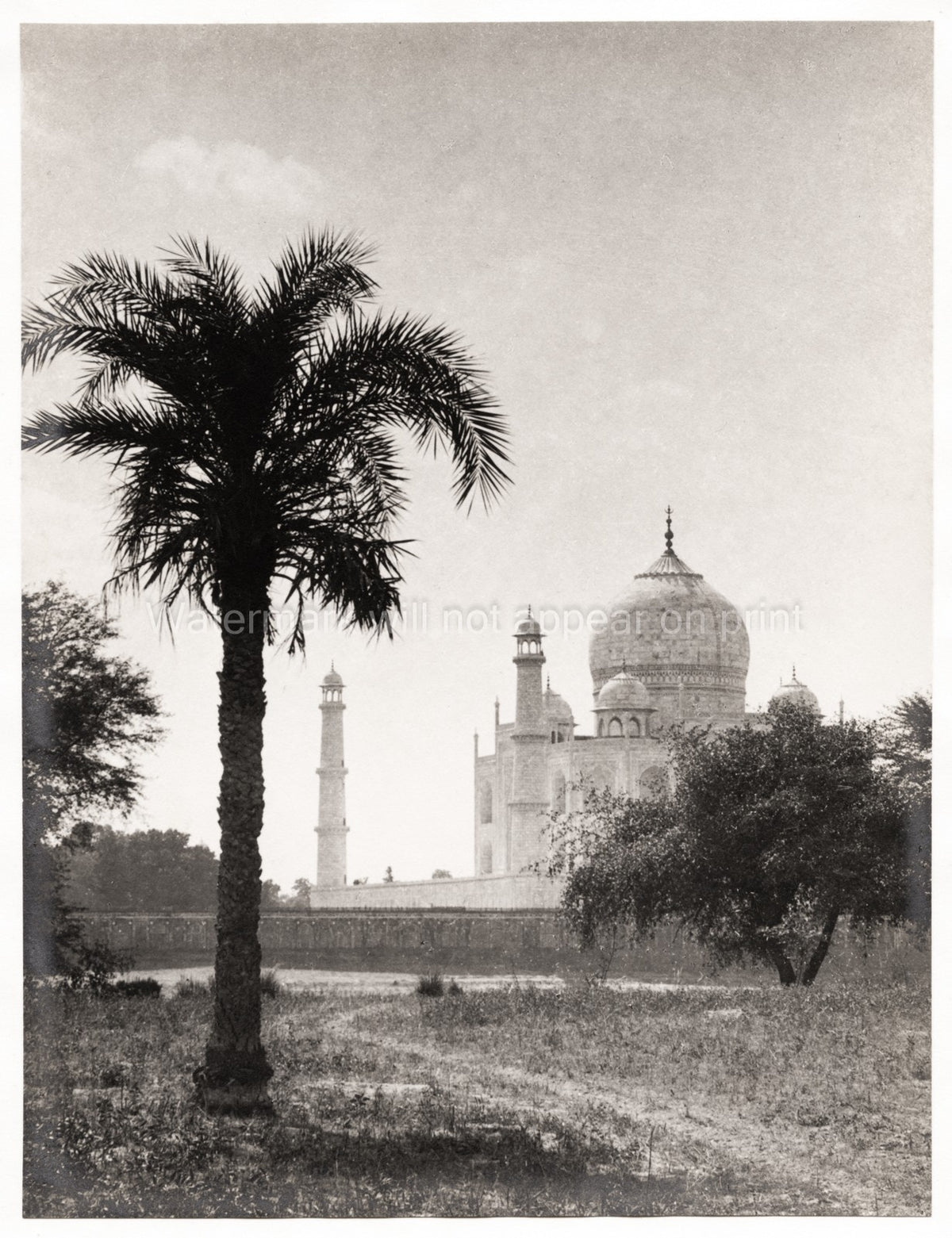 Taj Mahal Agra India Palm Tree Mausoleum Landmark Architecture Vtg. Photo 19thC.
