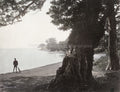 Honmoku Japan Bathing Place Yokohama Coastline Man Sweeping Vtg. Photo 19thC.