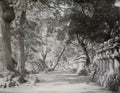 Ishiyama Temple Japan Path Lined Stone Lanterns Vtg. Photo 19thC.