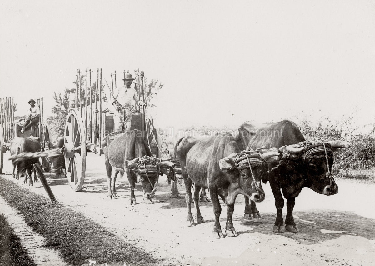 Cuba Farming Ox Carts Pulled Oxen Farmers Country Road Vtg. Photo 19thC.