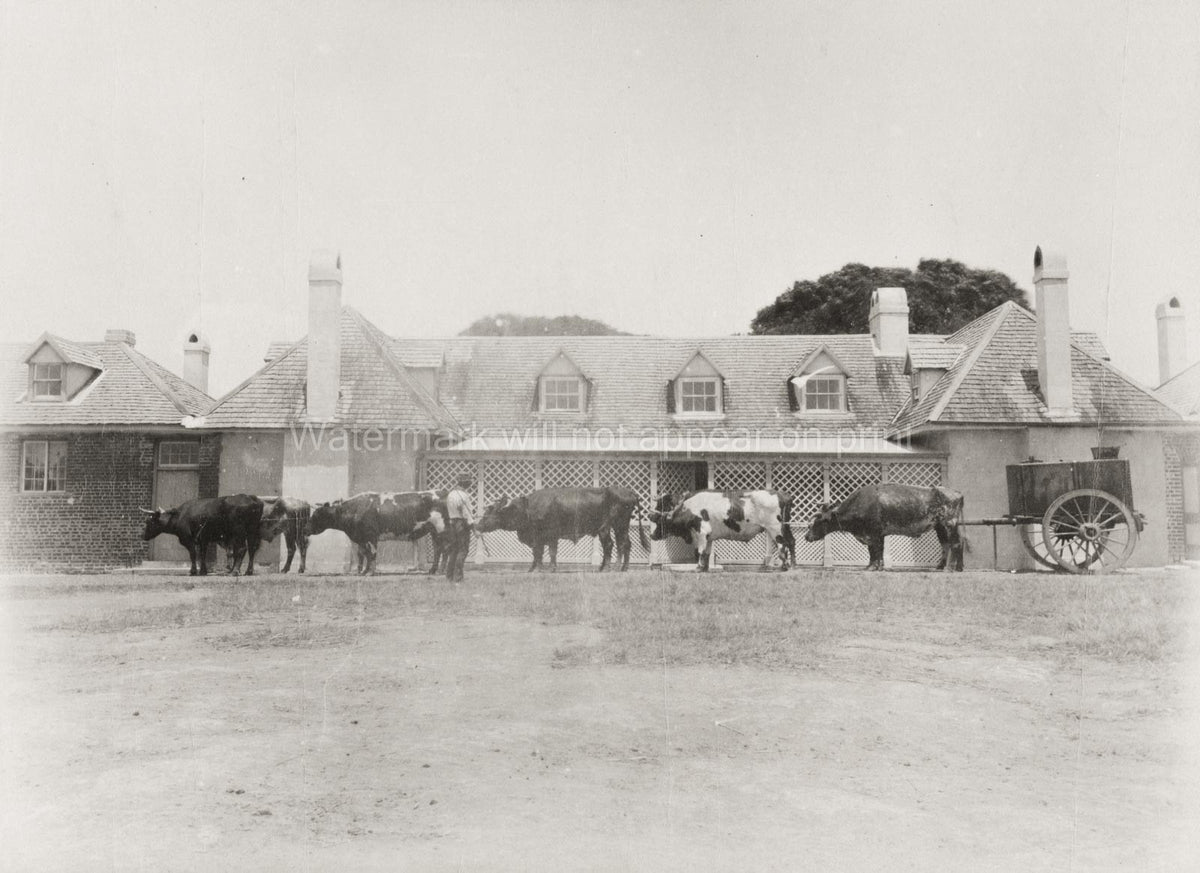 Coolangatta Australia Cattle Farm Scene Oxen Team Cart Ranch Vtg. Photo 19thC.
