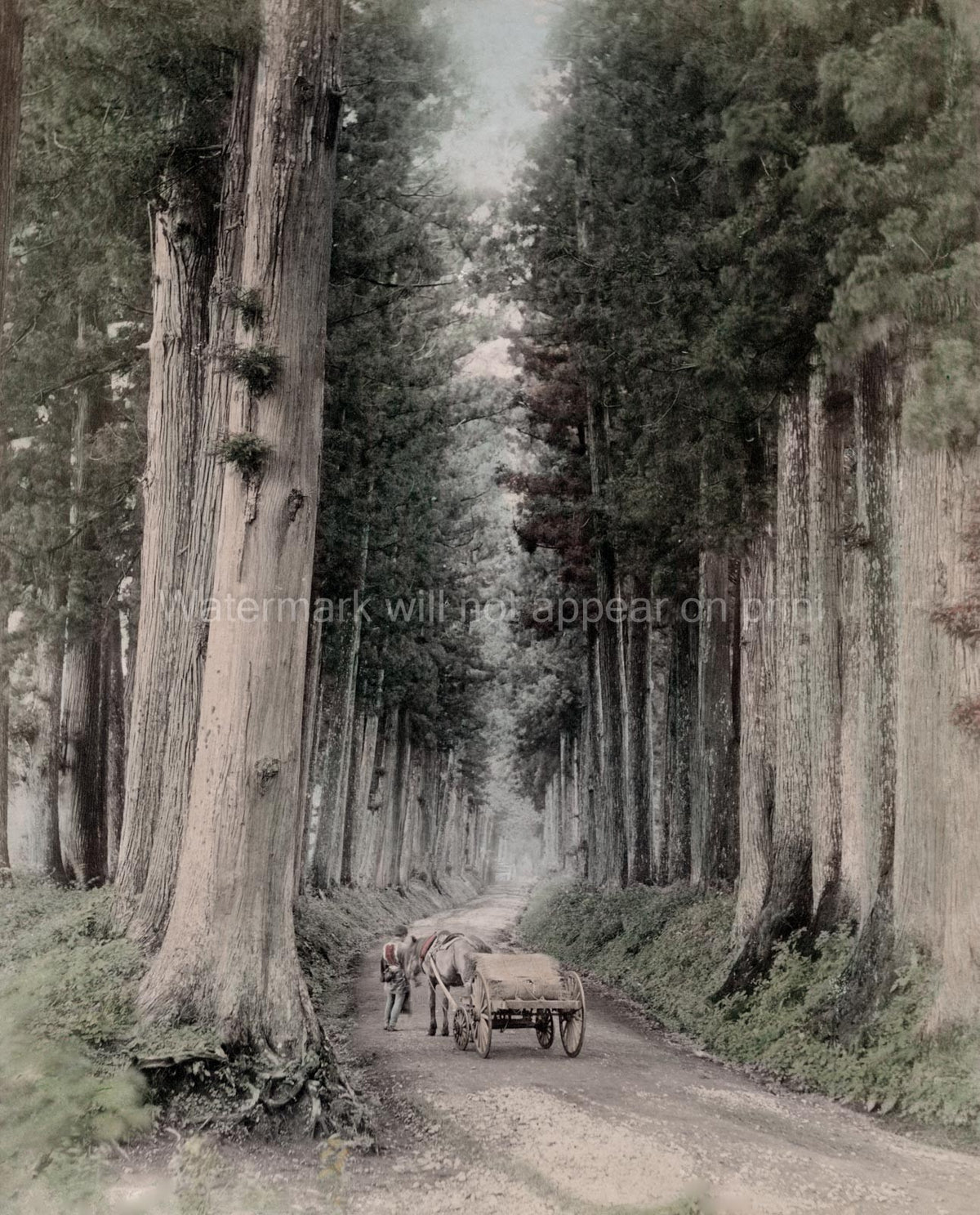 Nikko Japan Horse Cart on Road Through Tall Pine Trees Forest Vtg. Photo 19thC.