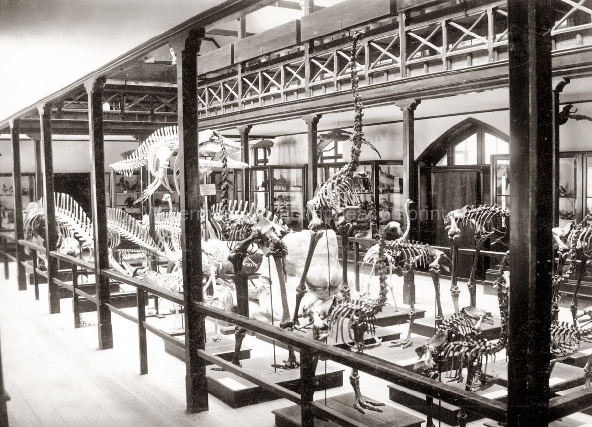 Christchurch Museum New Zealand Skeletons Dinosaurs Exhibit Vtg. Photo 19thC.
