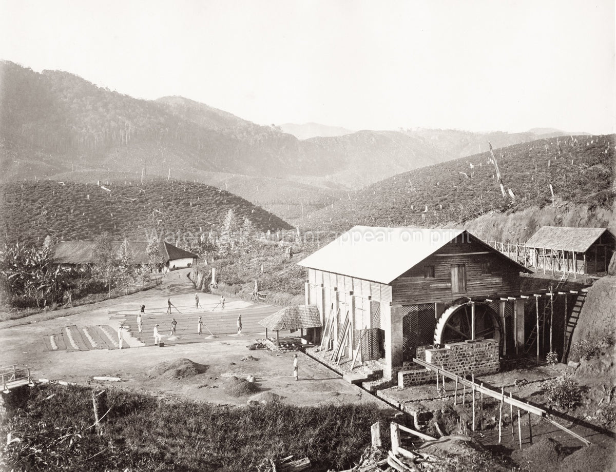 Tea Plantation India Ceylon Workers Drying Water Wheel Vtg. Photo 19thC.