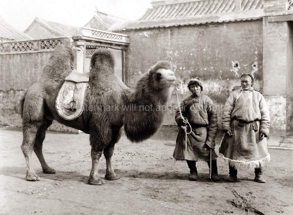 Peking Beijing China 2 Men Bactrian Camel Traditional Garb Vtg. Photo 19thC.