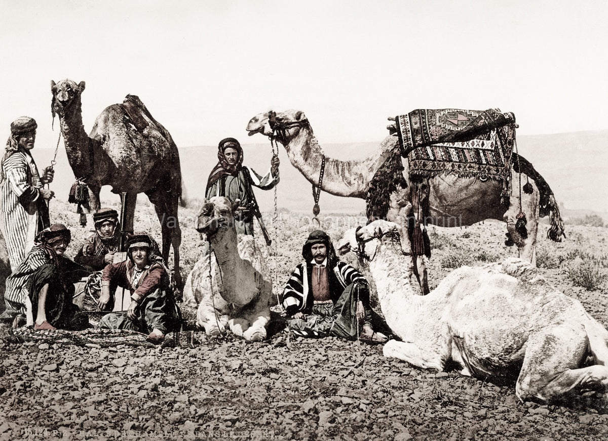Egypt Camel Train Halt Desert Drivers Caravan Nomads Vtg. Photo 19thC.