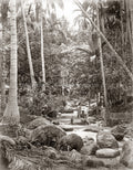 Ceylon Sri Lanka Stream Bathers Jungle Palm Trees River Rocks Vtg. Photo 19thC.