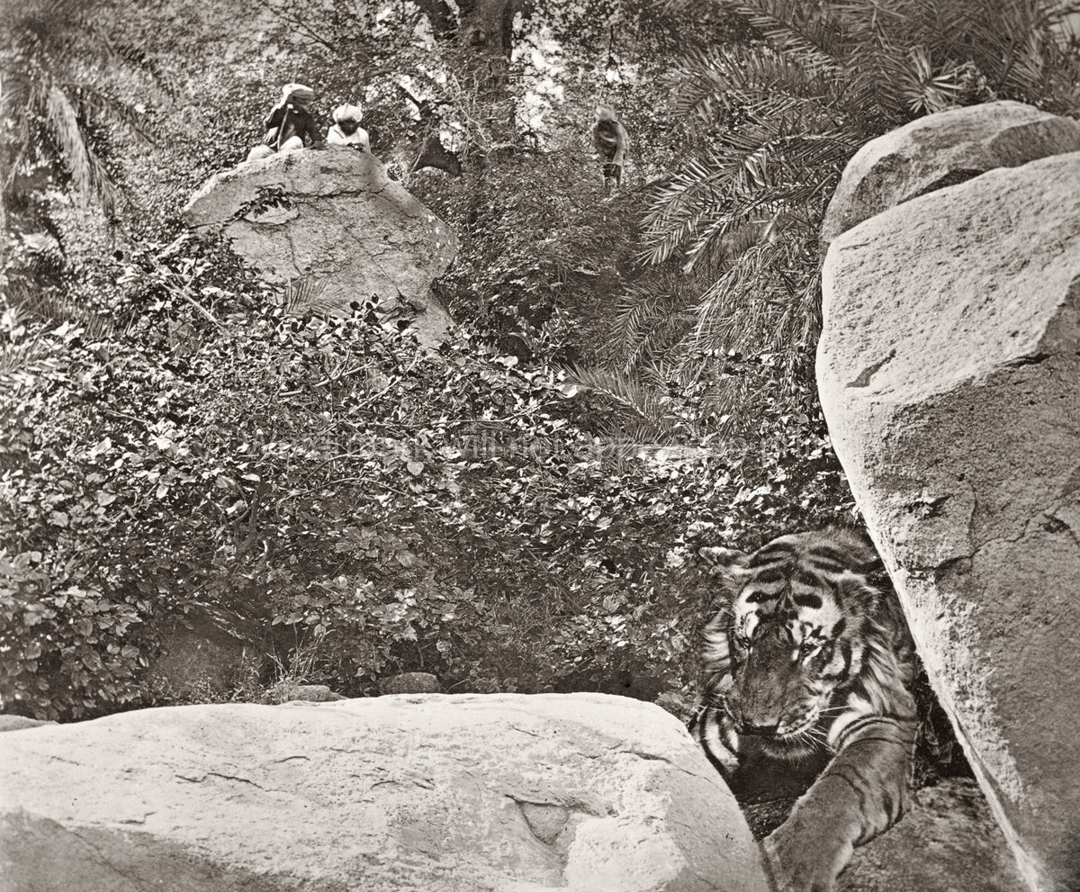 India Tiger Hunt Big Game Hunting Hunters Jungle Rocks Men Vtg. Photo 19thC.