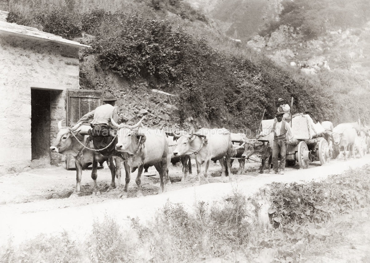 Carrara Marble Quarry Oxen Teams Hauling Stone Blocks Italy Vtg. Photo 19thC.
