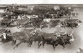 Johannesburg South Africa Cattle Morning Market Oxen Wagons Vtg. Photo 19thC.