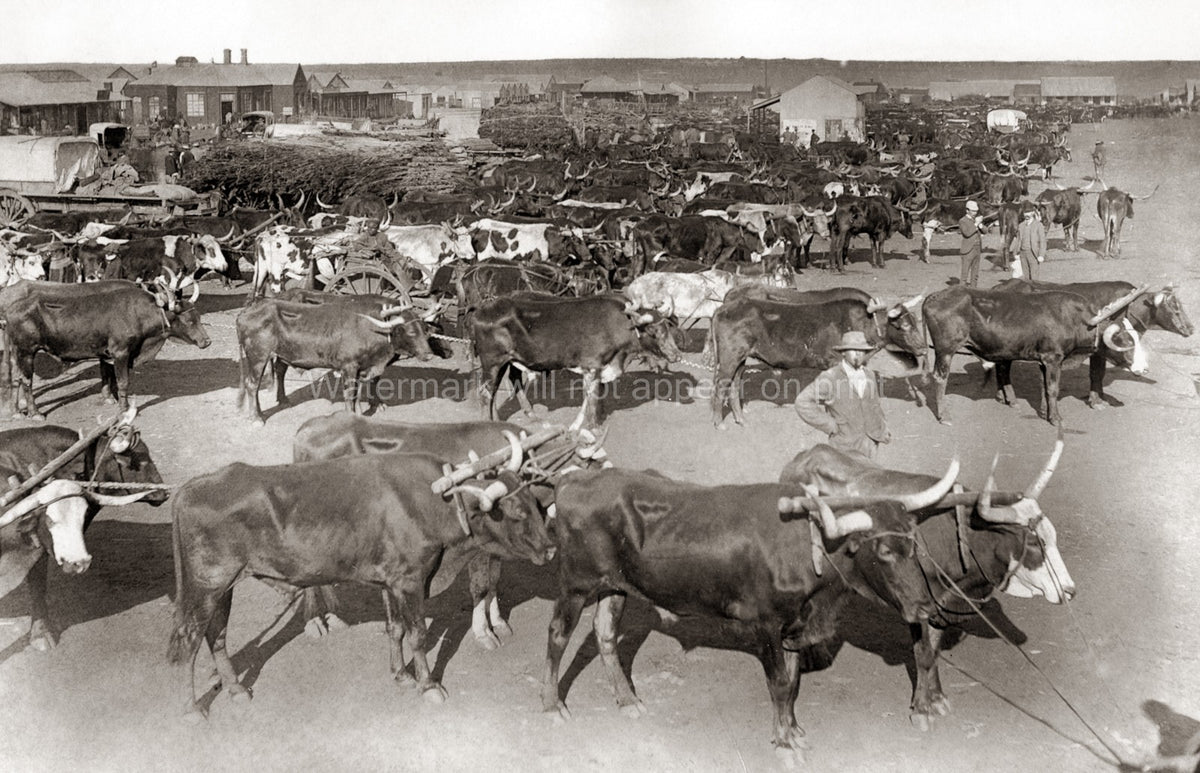 Johannesburg South Africa Cattle Morning Market Oxen Wagons Vtg. Photo 19thC.