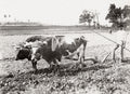 Cuba Farmer Ploughing Field Oxen Agriculture Rural Countryside Vtg. Photo 19thC.
