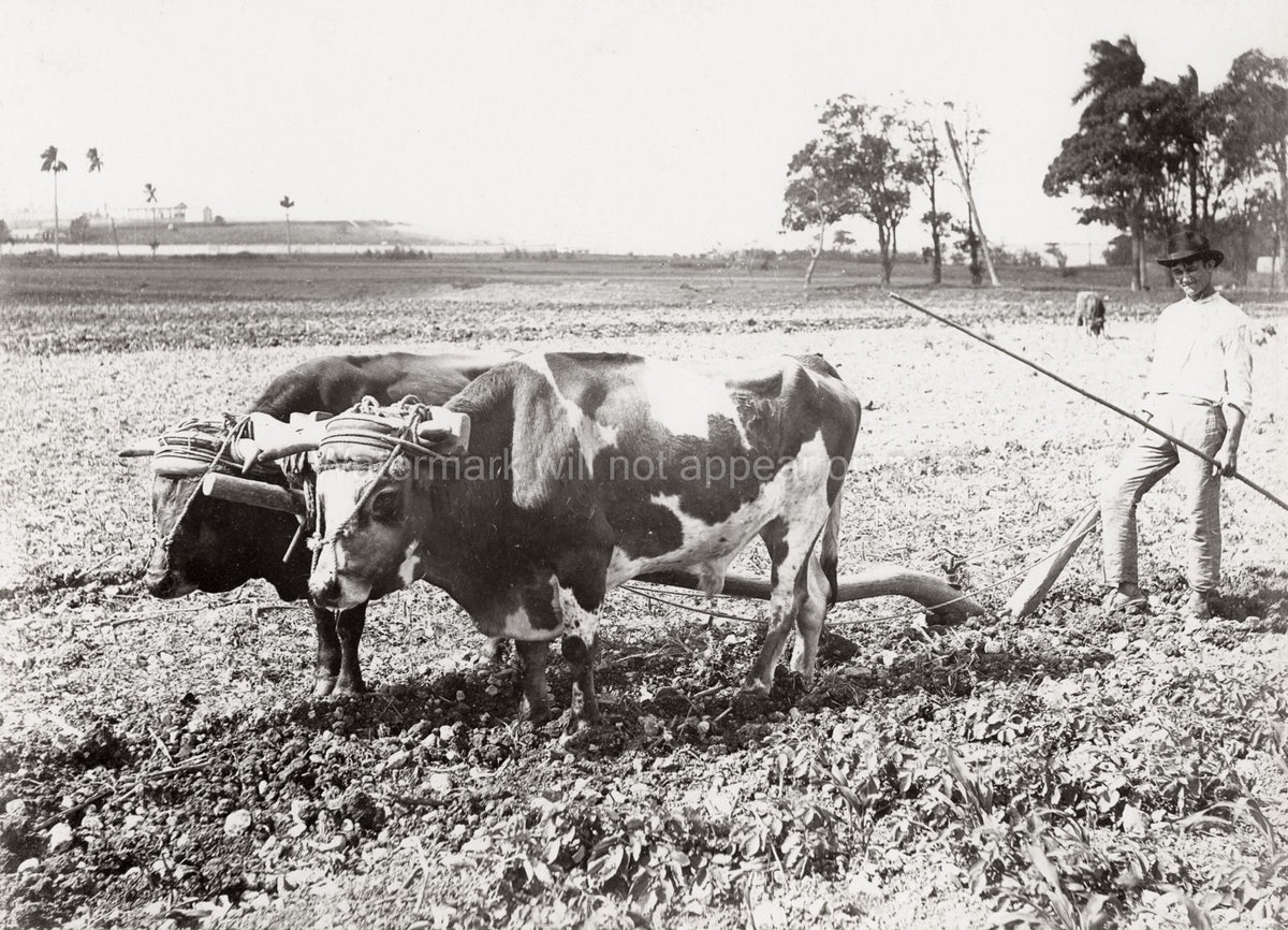 Cuba Farmer Ploughing Field Oxen Agriculture Rural Countryside Vtg. Photo 19thC.