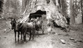 Mariposa Grove Dead Giant Sequoia Tunnel Tree Horse Carriage Vtg. Photo 19thC.