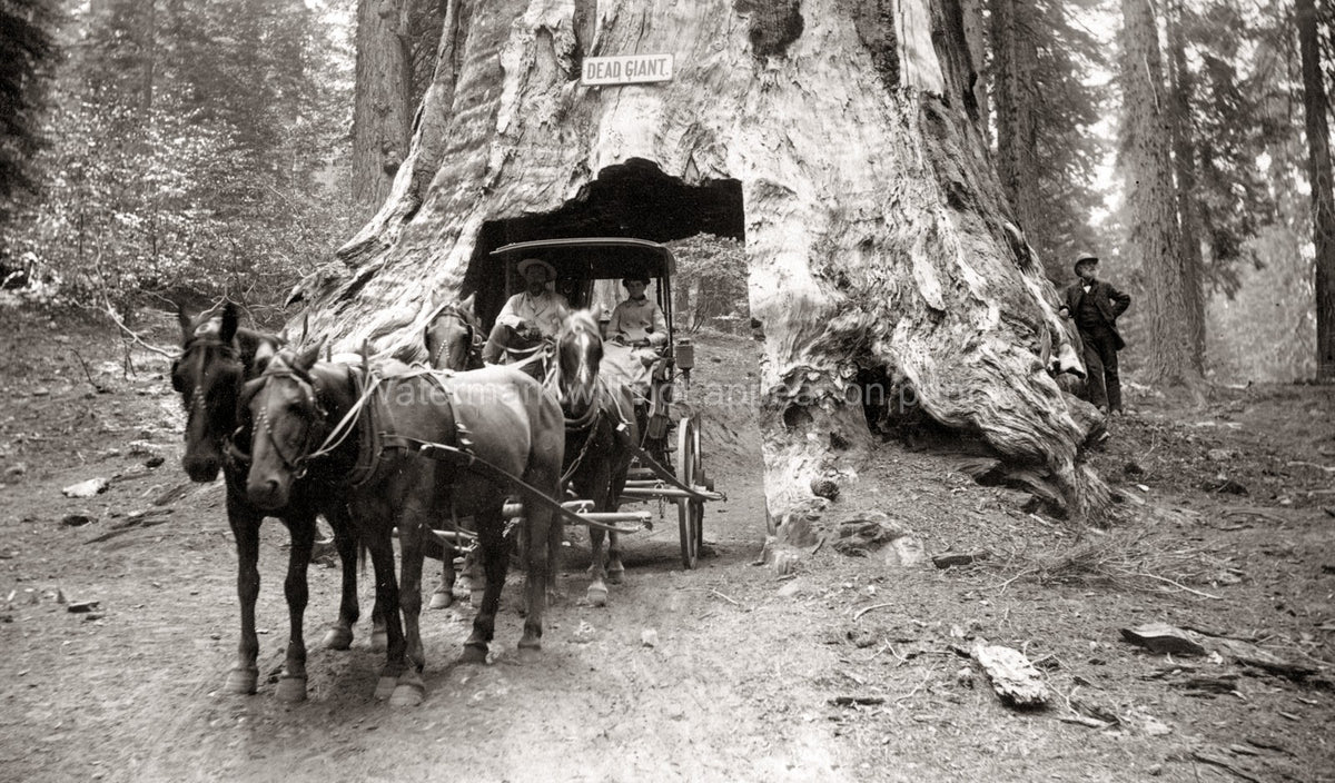 Mariposa Grove Dead Giant Sequoia Tunnel Tree Horse Carriage Vtg. Photo 19thC.
