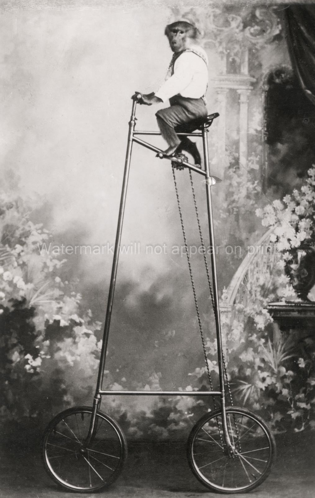 Monkey On Tall Bicycle Circus Trick Humour Animal Performance Vtg. Photo 19thC.