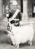 British Army 41st Regiment Foot Billy Goat Mascot Soldier Vtg. Photo 19thC.