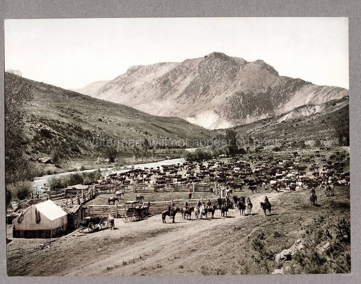 Gunnison Colorado Cowboys Cattle Round-Up Ranching Western Vtg. Photo 19thC.