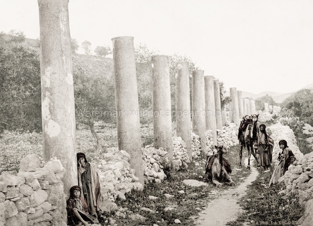 Colonnade Samaria Palestine Holy Land Ancient Ruins Camels Vtg. Photo 19thC.