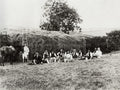 Farm Workers Haymaking Lunch Break Rural Field Horse Group Vtg. Photo 19thC.